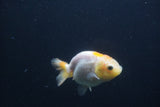 Baby Ranchu  Red White 2.5 Inch (ID#0103R9c-30) Free2Day SHIPPING