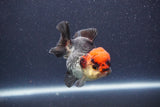 Short Body Thai Oranda  Tricolor 3 Inch (ID#1022To14b-73) Free2Day SHIPPING