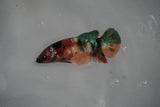 Candy Koi Galaxy  Plakat Female Betta (ID#801-F415) Free2Day SHIPPING