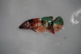 Candy Koi Galaxy  Plakat Female Betta (ID#801-F415) Free2Day SHIPPING