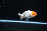 Ranchu  Sakura 2.5 Inch (ID#1119R1c-88) Free2Day SHIPPING