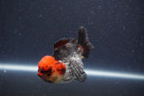 Short Body Thai Oranda  Tricolor 3 Inch (ID#1022To14b-73) Free2Day SHIPPING