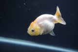 Baby Ranchu  Red White 2.5 Inch (ID#0103R9c-30) Free2Day SHIPPING