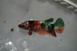 Candy Koi Galaxy  Plakat Female Betta (ID#801-F415) Free2Day SHIPPING