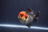 Short Body Thai Oranda  Tricolor 3 Inch (ID#1022To14b-73) Free2Day SHIPPING