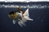 Baby Thai Oranda  Panda 3 Inch (ID#311TPTA-100) Free2Day SHIPPING