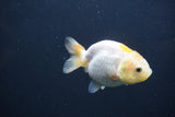 Baby Ranchu  Red White 2.5 Inch (ID#0103R9c-30) Free2Day SHIPPING