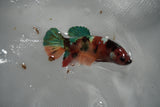 Candy Koi Galaxy  Plakat Female Betta (ID#801-F415) Free2Day SHIPPING