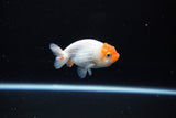 Ranchu  Sakura 2.5 Inch (ID#1119R1c-88) Free2Day SHIPPING