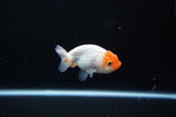 Ranchu  Sakura 2.5 Inch (ID#1119R1c-88) Free2Day SHIPPING