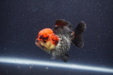 Short Body Thai Oranda  Tricolor 3 Inch (ID#1022To14b-73) Free2Day SHIPPING