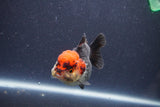 Short Body Thai Oranda  Tricolor 3 Inch (ID#1022To14b-73) Free2Day SHIPPING