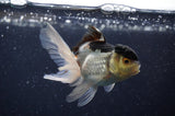 Baby Thai Oranda  Panda 3 Inch (ID#311TPTA-100) Free2Day SHIPPING