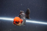 Short Body Thai Oranda  Tricolor 3 Inch (ID#1022To14b-73) Free2Day SHIPPING