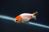 Baby Ranchu  Sakura 2.5 Inch (ID#0103R9c-31) Free2Day SHIPPING