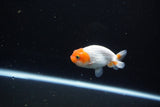 Ranchu  Sakura 2.5 Inch (ID#1119R1c-88) Free2Day SHIPPING