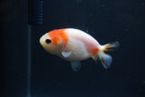 Baby Ranchu  Sakura 2.5 Inch (ID#0103R9c-31) Free2Day SHIPPING