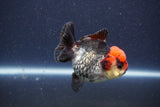 Short Body Thai Oranda  Tricolor 3 Inch (ID#1022To14b-73) Free2Day SHIPPING