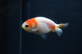 Baby Ranchu  Sakura 2.5 Inch (ID#0103R9c-31) Free2Day SHIPPING