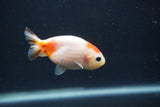 Baby Ranchu  Sakura 2.5 Inch (ID#0103R9c-31) Free2Day SHIPPING