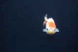 Baby Ranchu  Sakura 2.5 Inch (ID#0103R9c-31) Free2Day SHIPPING