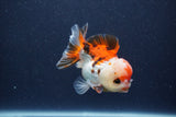 Short Body Thai Oranda  Tricolor 3.5 Inch (ID#1022To14b-74) Free2Day SHIPPING