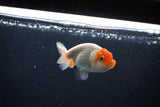 Ranchu  Sakura 2.5 Inch (ID#1119R1c-88) Free2Day SHIPPING