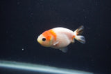 Baby Ranchu  Sakura 2.5 Inch (ID#0103R9c-31) Free2Day SHIPPING