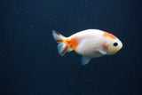 Baby Ranchu  Sakura 2.5 Inch (ID#0103R9c-31) Free2Day SHIPPING