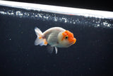 Ranchu  Sakura 2.5 Inch (ID#1119R1c-88) Free2Day SHIPPING