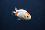 Baby Ranchu  Sakura 2.5 Inch (ID#0103R9c-31) Free2Day SHIPPING