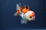 Short Body Thai Oranda  Tricolor 3.5 Inch (ID#1022To14b-74) Free2Day SHIPPING