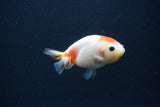 Baby Ranchu  Sakura 2.5 Inch (ID#0103R9c-31) Free2Day SHIPPING