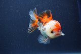 Short Body Thai Oranda  Tricolor 3.5 Inch (ID#1022To14b-74) Free2Day SHIPPING