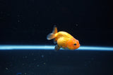 Ranchu  Red White 2 Inch (ID#1119R1c-89) Free2Day SHIPPING