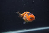 Baby Ranchu  Calico 2.5 Inch (ID#0103R9c-32) Free2Day SHIPPING