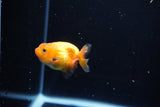 Ranchu  Red White 2 Inch (ID#1119R1c-89) Free2Day SHIPPING