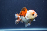 Short Body Thai Oranda  Tricolor 3.5 Inch (ID#1022To14b-74) Free2Day SHIPPING