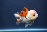 Short Body Thai Oranda  Tricolor 3.5 Inch (ID#1022To14b-74) Free2Day SHIPPING