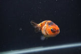 Baby Ranchu  Calico 2.5 Inch (ID#0103R9c-32) Free2Day SHIPPING