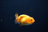 Ranchu  Red White 2 Inch (ID#1119R1c-89) Free2Day SHIPPING