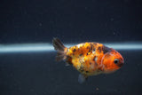 Baby Ranchu  Calico 2.5 Inch (ID#0103R9c-32) Free2Day SHIPPING