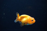 Ranchu  Red White 2 Inch (ID#1119R1c-89) Free2Day SHIPPING