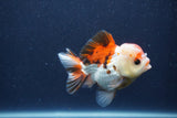 Short Body Thai Oranda  Tricolor 3.5 Inch (ID#1022To14b-74) Free2Day SHIPPING