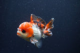 Short Body Thai Oranda  Tricolor 3.5 Inch (ID#1022To14b-74) Free2Day SHIPPING