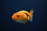 Ranchu  Red White 2 Inch (ID#1119R1c-89) Free2Day SHIPPING