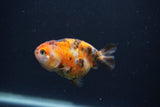 Baby Ranchu  Calico 2.5 Inch (ID#0103R9c-32) Free2Day SHIPPING