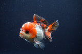 Short Body Thai Oranda  Tricolor 3.5 Inch (ID#1022To14b-74) Free2Day SHIPPING