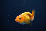 Ranchu  Red White 2 Inch (ID#1119R1c-89) Free2Day SHIPPING