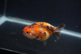 Baby Ranchu  Calico 2.5 Inch (ID#0103R9c-32) Free2Day SHIPPING